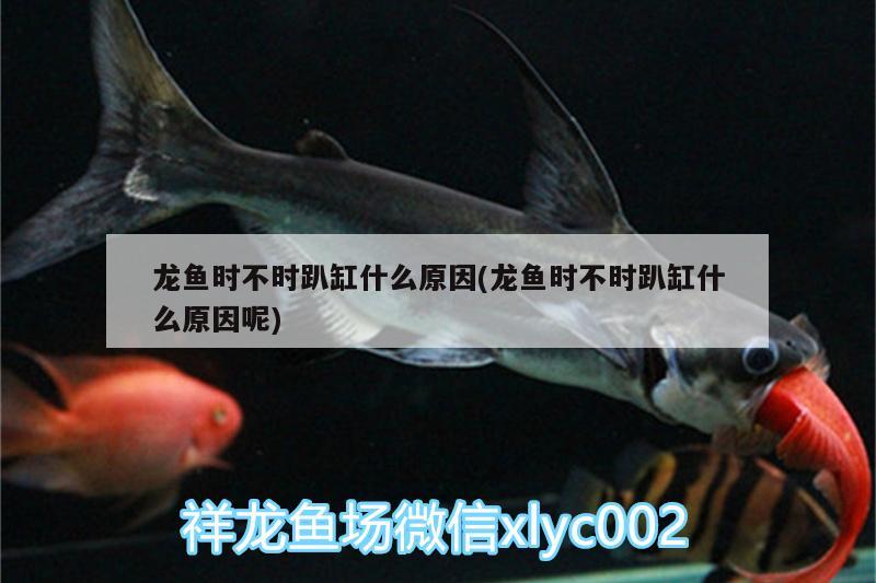 龍魚時不時趴缸什么原因(龍魚時不時趴缸什么原因呢) 白子銀版魚