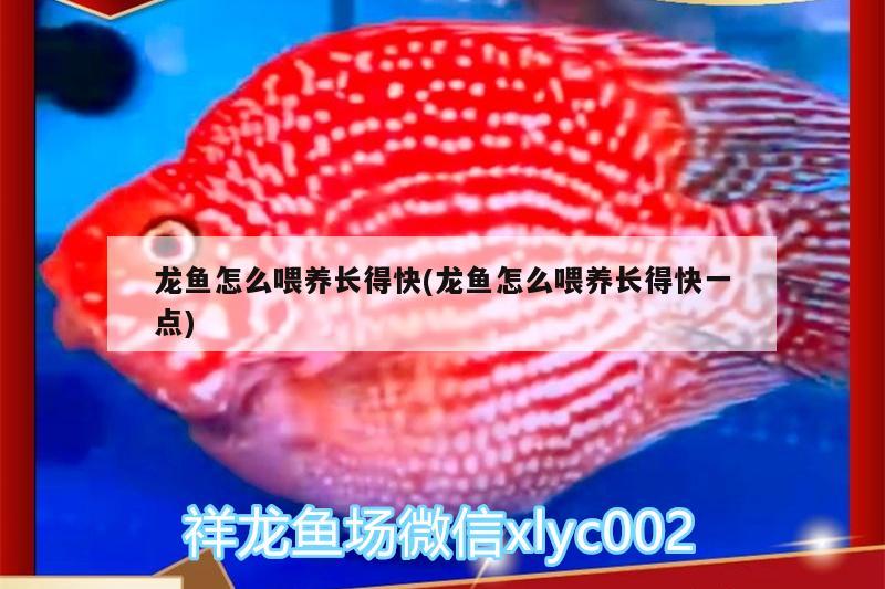 龍魚怎么喂養(yǎng)長(zhǎng)得快(龍魚怎么喂養(yǎng)長(zhǎng)得快一點(diǎn)) 噴點(diǎn)菠蘿魚