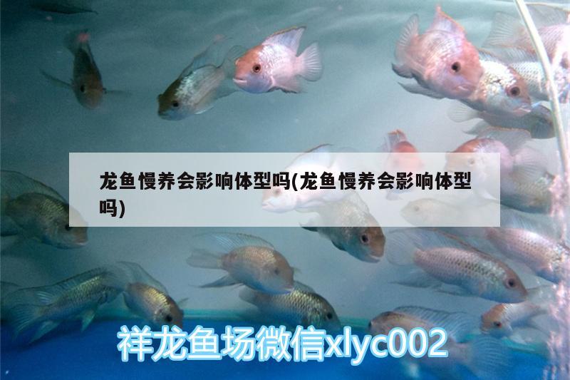 龍魚慢養(yǎng)會(huì)影響體型嗎(龍魚慢養(yǎng)會(huì)影響體型嗎) 埃及神仙魚