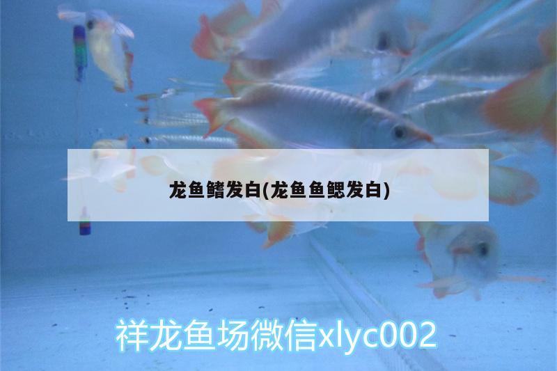 龍魚鰭發(fā)白(龍魚魚鰓發(fā)白)