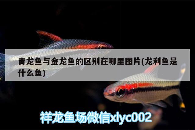 青龍魚與金龍魚的區(qū)別在哪里圖片(龍利魚是什么魚) 青龍魚