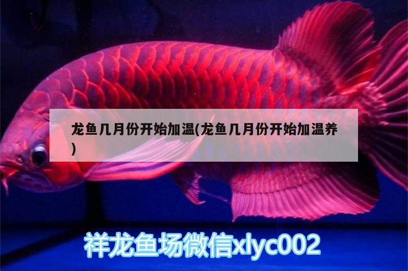 龍魚幾月份開始加溫(龍魚幾月份開始加溫養(yǎng)) 廣州觀賞魚批發(fā)市場