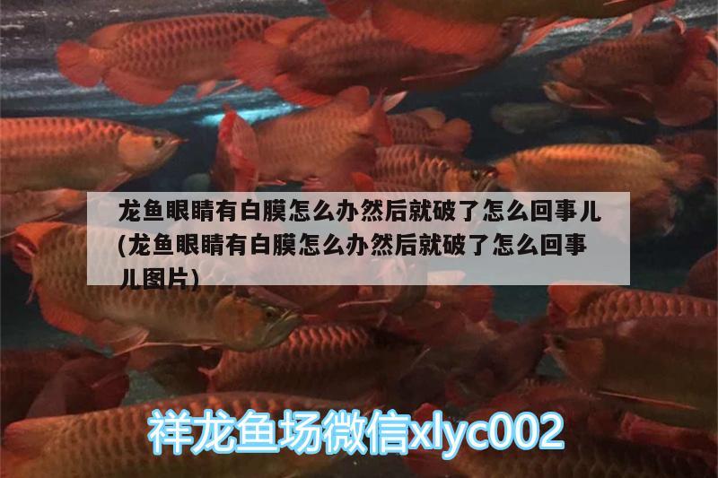 龍魚眼睛有白膜怎么辦然后就破了怎么回事兒(龍魚眼睛有白膜怎么辦然后就破了怎么回事兒圖片) 高背金龍魚