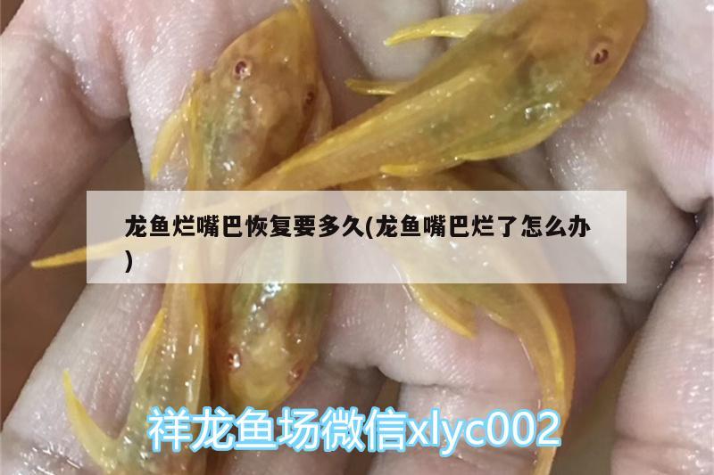 龍魚爛嘴巴恢復(fù)要多久(龍魚嘴巴爛了怎么辦) 奈及利亞紅圓點(diǎn)狗頭