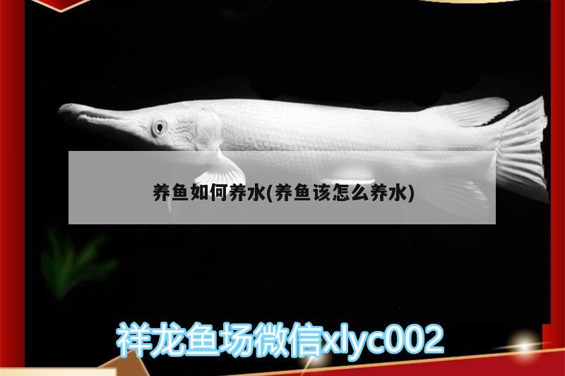 養(yǎng)魚如何養(yǎng)水(養(yǎng)魚該怎么養(yǎng)水) 黑金魟魚