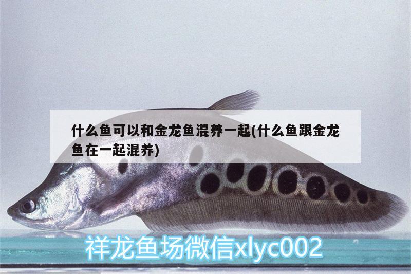 什么魚可以和金龍魚混養(yǎng)一起(什么魚跟金龍魚在一起混養(yǎng))