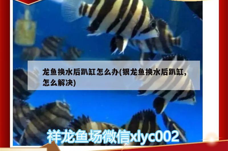 龍魚換水后趴缸怎么辦(銀龍魚換水后趴缸,怎么解決)