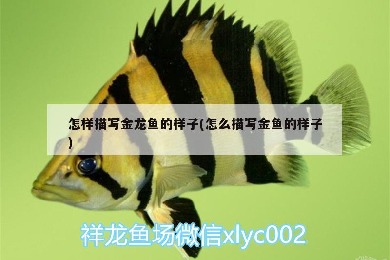 怎樣描寫(xiě)金龍魚(yú)的樣子(怎么描寫(xiě)金魚(yú)的樣子)