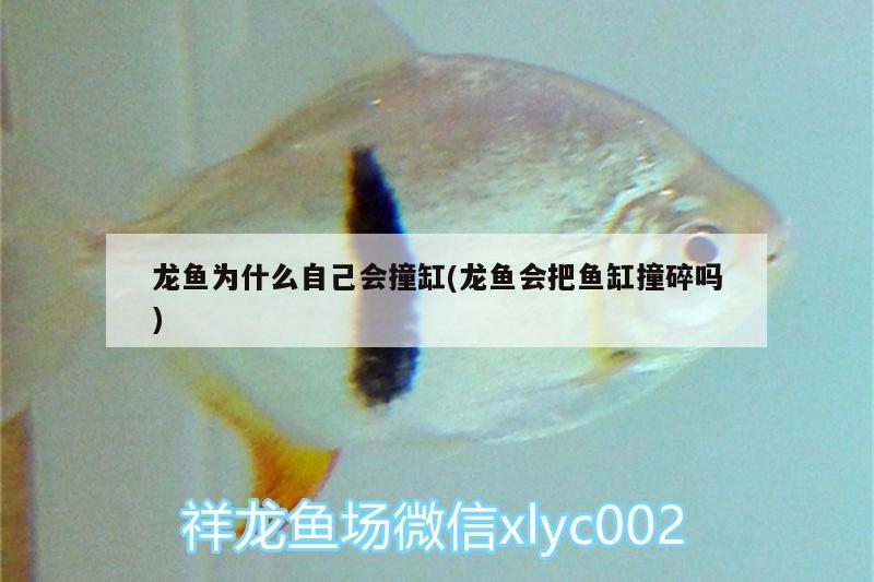 龍魚(yú)為什么自己會(huì)撞缸(龍魚(yú)會(huì)把魚(yú)缸撞碎嗎)