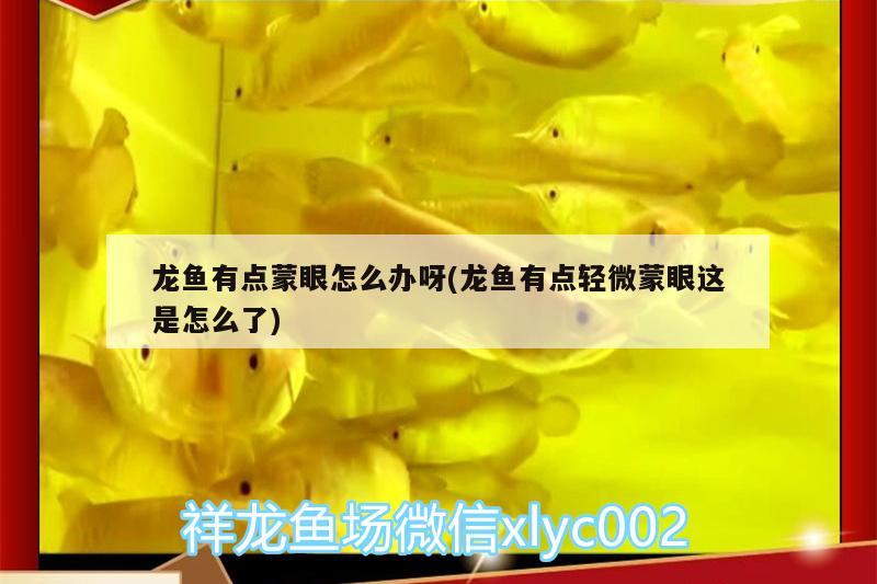 龍魚有點蒙眼怎么辦呀(龍魚有點輕微蒙眼這是怎么了)