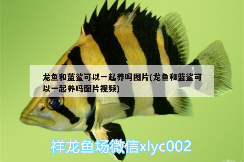 龍魚和藍鯊可以一起養(yǎng)嗎圖片(龍魚和藍鯊可以一起養(yǎng)嗎圖片視頻) 雪龍魚