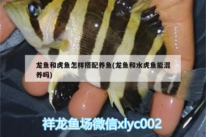 龍魚和虎魚怎樣搭配養(yǎng)魚(龍魚和水虎魚能混養(yǎng)嗎) 食人魚（水虎）