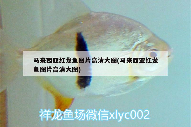 馬來(lái)西亞紅龍魚圖片高清大圖(馬來(lái)西亞紅龍魚圖片高清大圖)