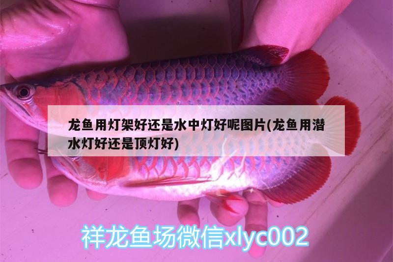 龍魚用燈架好還是水中燈好呢圖片(龍魚用潛水燈好還是頂燈好)