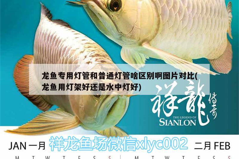 龍魚專用燈管和普通燈管啥區(qū)別啊圖片對比(龍魚用燈架好還是水中燈好) 大白鯊魚