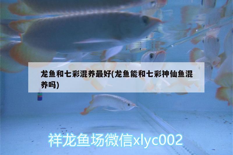 龍魚(yú)和七彩混養(yǎng)最好(龍魚(yú)能和七彩神仙魚(yú)混養(yǎng)嗎) 七彩神仙魚(yú)