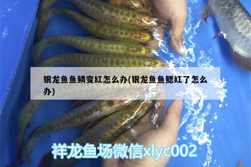 銀龍魚魚鱗變紅怎么辦(銀龍魚魚鰓紅了怎么辦)