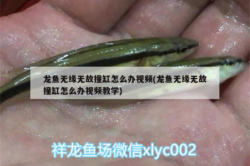 龍魚無緣無故撞缸怎么辦視頻(龍魚無緣無故撞缸怎么辦視頻教學)