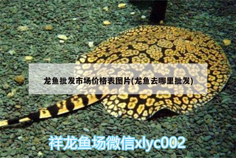 龍魚批發(fā)市場價(jià)格表圖片(龍魚去哪里批發(fā)) 龍魚批發(fā)