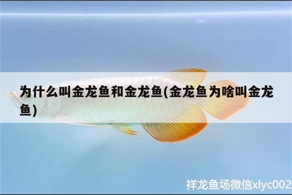 為什么叫金龍魚和金龍魚(金龍魚為啥叫金龍魚)