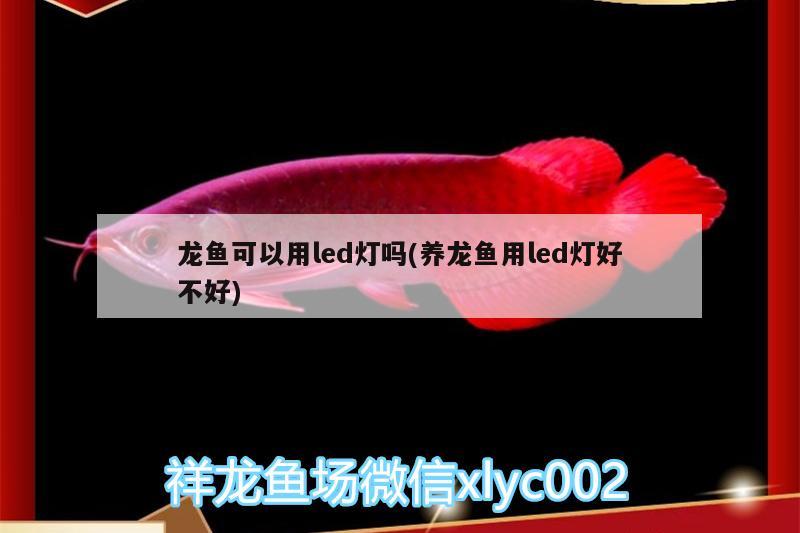 龍魚可以用led燈嗎(養(yǎng)龍魚用led燈好不好) 祥禾Super Red紅龍魚