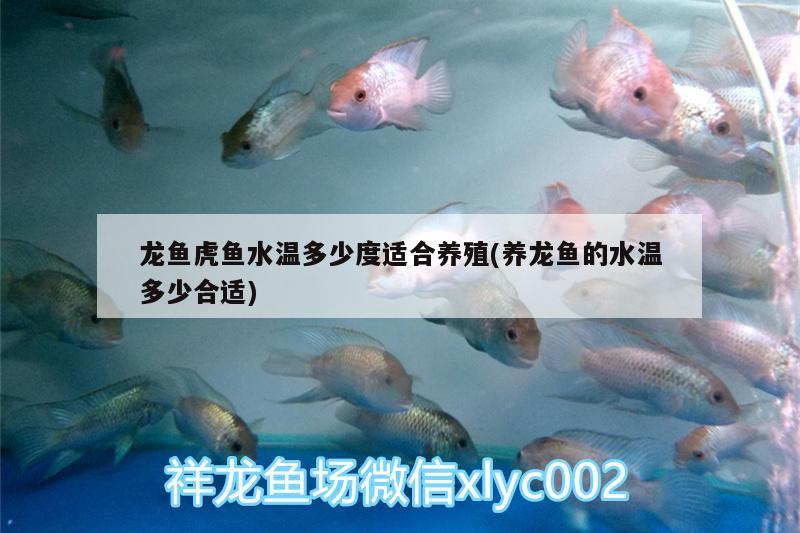 龍魚虎魚水溫多少度適合養(yǎng)殖(養(yǎng)龍魚的水溫多少合適) 虎魚百科