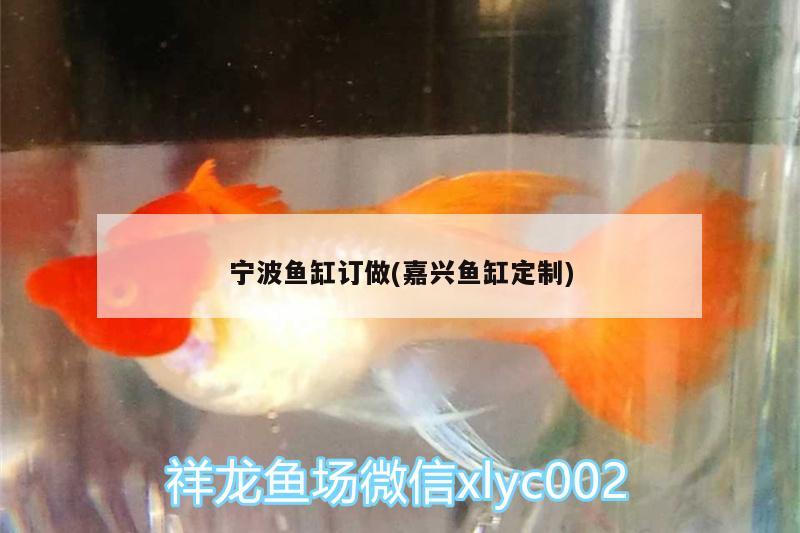 寧波魚缸訂做(嘉興魚缸定制) 過背金龍魚