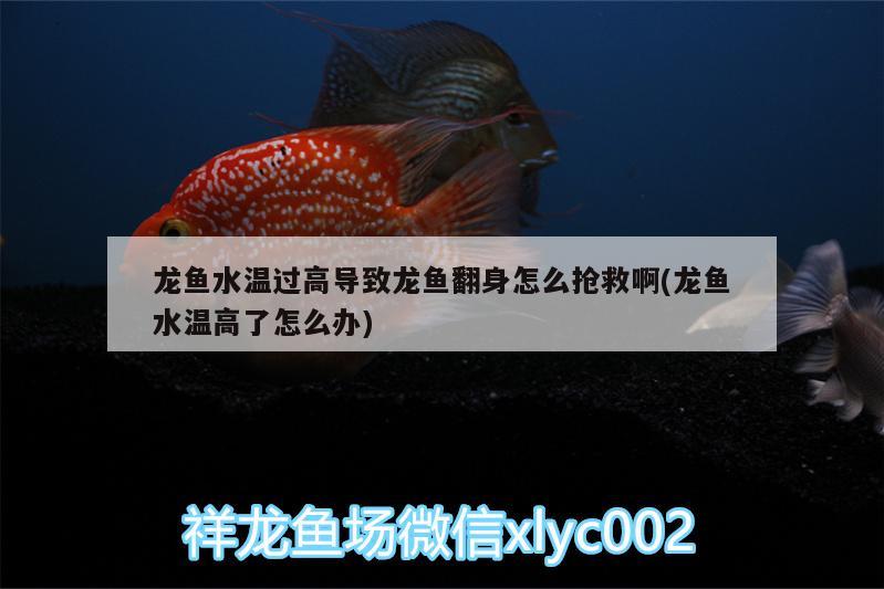 龍魚水溫過高導(dǎo)致龍魚翻身怎么搶救啊(龍魚水溫高了怎么辦) 恐龍王魚