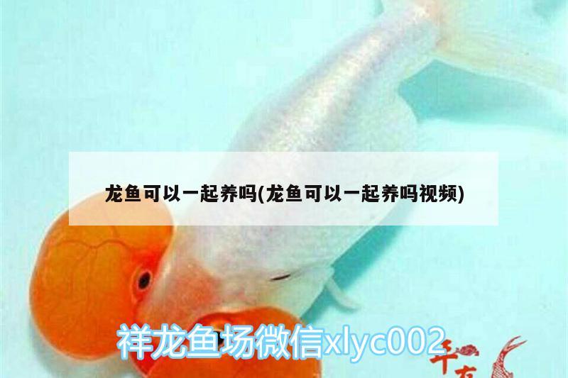 龍魚可以一起養(yǎng)嗎(龍魚可以一起養(yǎng)嗎視頻)