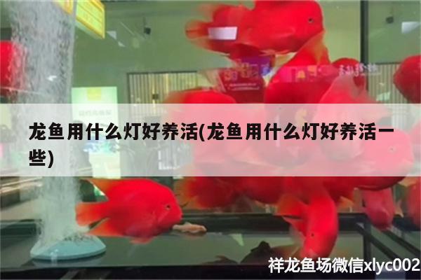 龍魚用什么燈好養(yǎng)活(龍魚用什么燈好養(yǎng)活一些) 紅龍福龍魚