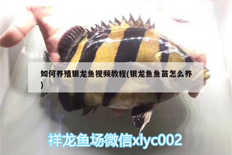 如何養(yǎng)殖銀龍魚視頻教程(銀龍魚魚苗怎么養(yǎng)) 銀龍魚