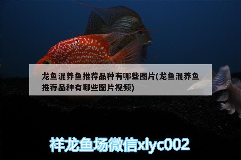 龍魚混養(yǎng)魚推薦品種有哪些圖片(龍魚混養(yǎng)魚推薦品種有哪些圖片視頻) 養(yǎng)魚知識 第4張