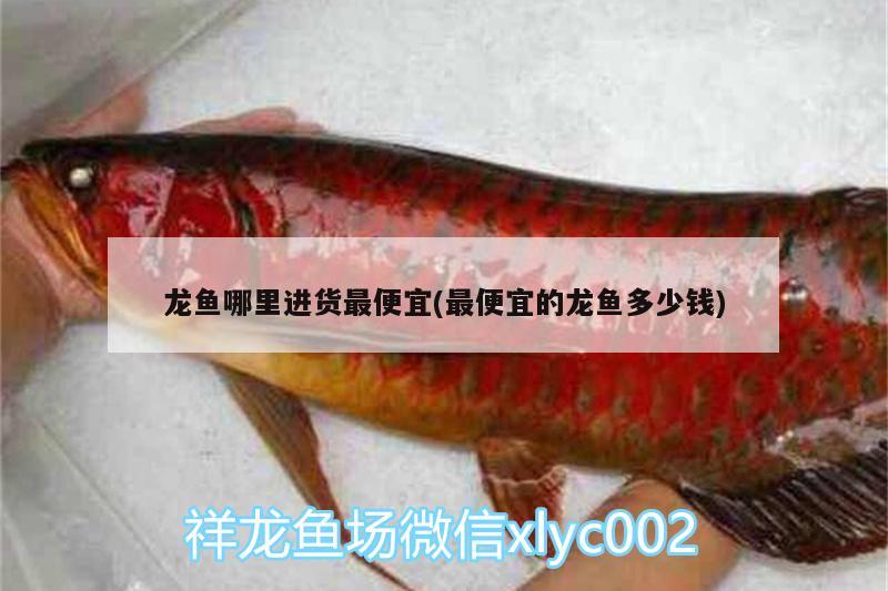 龍魚哪里進貨最便宜(最便宜的龍魚多少錢)