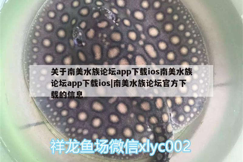 關(guān)于南美水族論壇app下載ios南美水族論壇app下載ios|南美水族論壇官方下載的信息 巴西亞魚苗