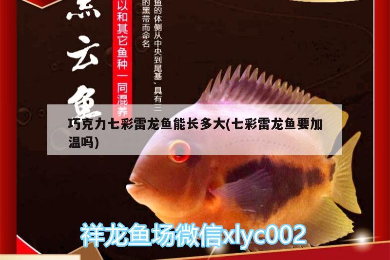 巧克力七彩雷龍魚能長多大(七彩雷龍魚要加溫嗎) 印尼虎苗