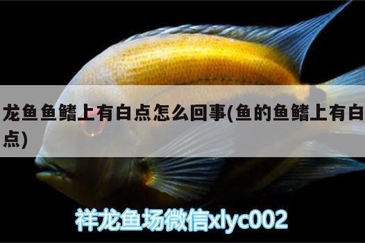 龍魚魚鰭上有白點(diǎn)怎么回事(魚的魚鰭上有白點(diǎn))