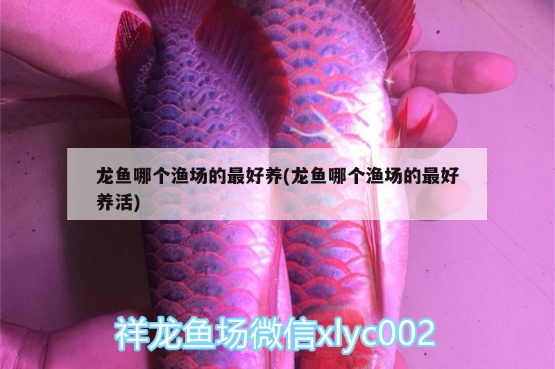 龍魚哪個漁場的最好養(yǎng)(龍魚哪個漁場的最好養(yǎng)活) 祥龍藍(lán)珀金龍魚