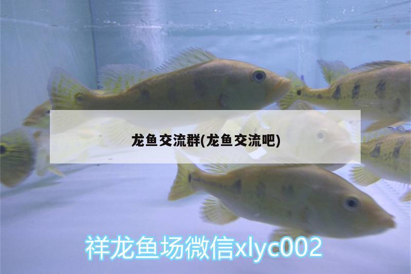 龍魚交流群(龍魚交流吧)