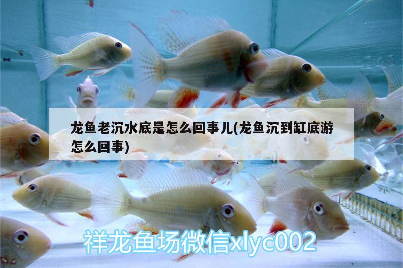 龍魚老沉水底是怎么回事兒(龍魚沉到缸底游怎么回事) 黃鰭鯧魚