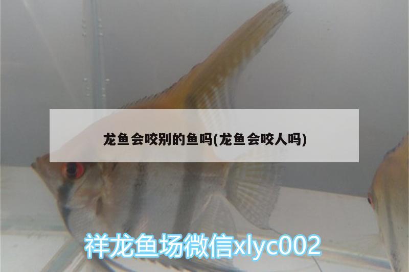 龍魚會咬別的魚嗎(龍魚會咬人嗎) 殺菌消毒設備