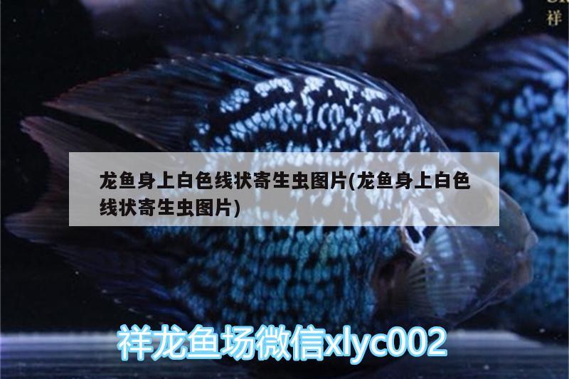 龍魚(yú)身上白色線狀寄生蟲(chóng)圖片(龍魚(yú)身上白色線狀寄生蟲(chóng)圖片)