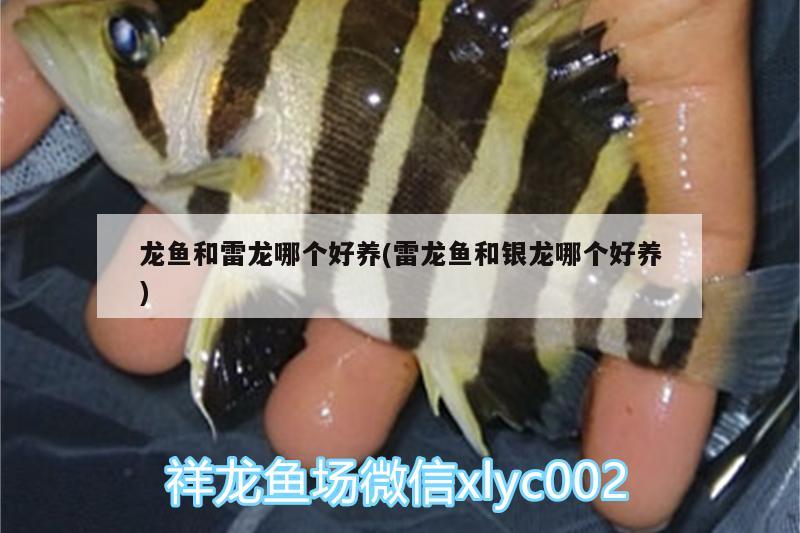 龍魚(yú)和雷龍哪個(gè)好養(yǎng)(雷龍魚(yú)和銀龍哪個(gè)好養(yǎng))