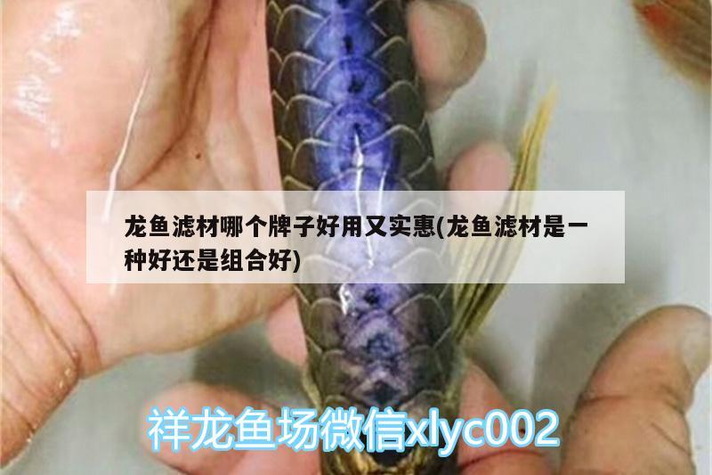 龍魚濾材哪個牌子好用又實惠(龍魚濾材是一種好還是組合好) 黃金眼鏡蛇雷龍魚