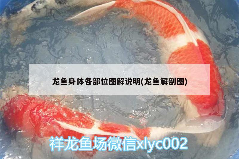 龍魚身體各部位圖解說(shuō)明(龍魚解剖圖) 祥龍水族濾材/器材