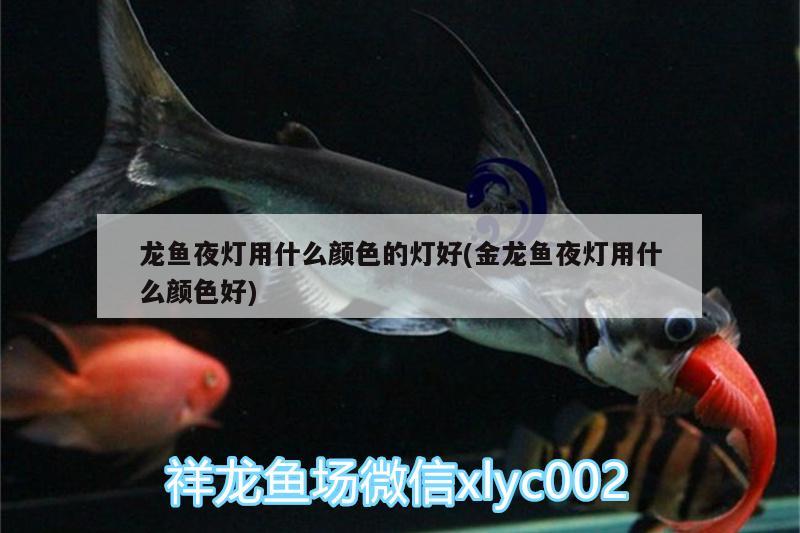 龍魚夜燈用什么顏色的燈好(金龍魚夜燈用什么顏色好) 招財戰(zhàn)船魚