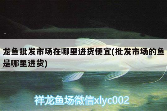 龍魚(yú)批發(fā)市場(chǎng)在哪里進(jìn)貨便宜(批發(fā)市場(chǎng)的魚(yú)是哪里進(jìn)貨) 龍魚(yú)批發(fā)