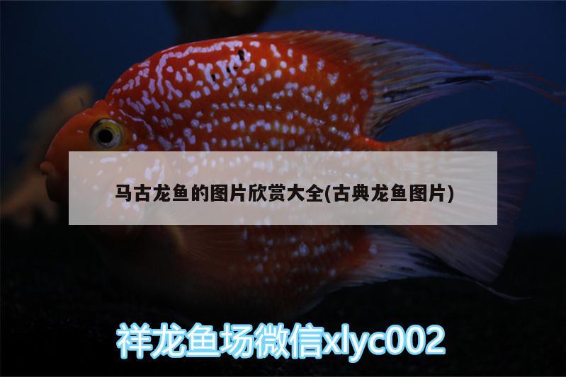 馬古龍魚的圖片欣賞大全(古典龍魚圖片)