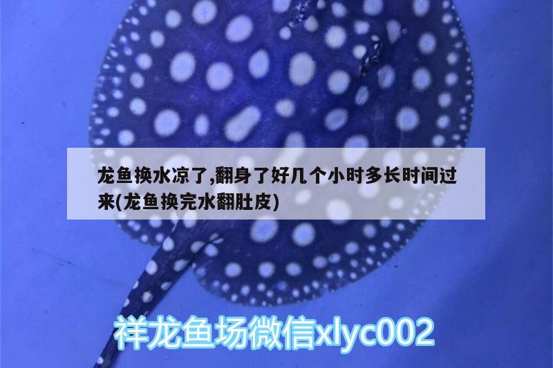 龍魚換水涼了,翻身了好幾個小時多長時間過來(龍魚換完水翻肚皮)