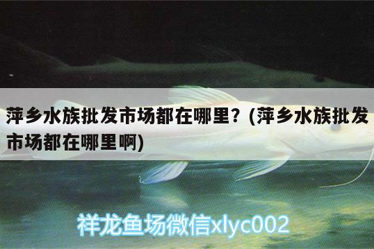 萍鄉(xiāng)水族批發(fā)市場(chǎng)都在哪里？(萍鄉(xiāng)水族批發(fā)市場(chǎng)都在哪里啊) 觀賞魚水族批發(fā)市場(chǎng)