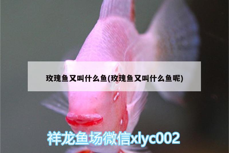 玫瑰魚又叫什么魚(玫瑰魚又叫什么魚呢)